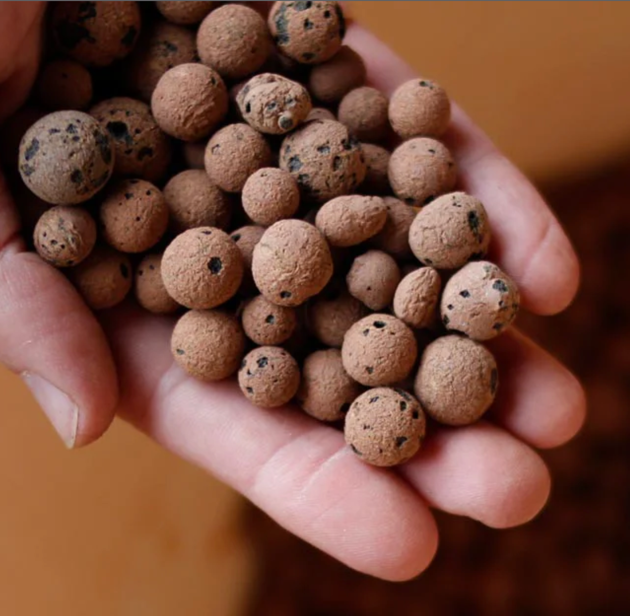 Greenery Unlimited How to Use LECA for Happier Plants