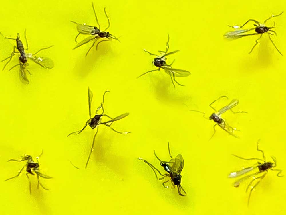 Greenery Unlimited | How to Treat Fungus Gnats