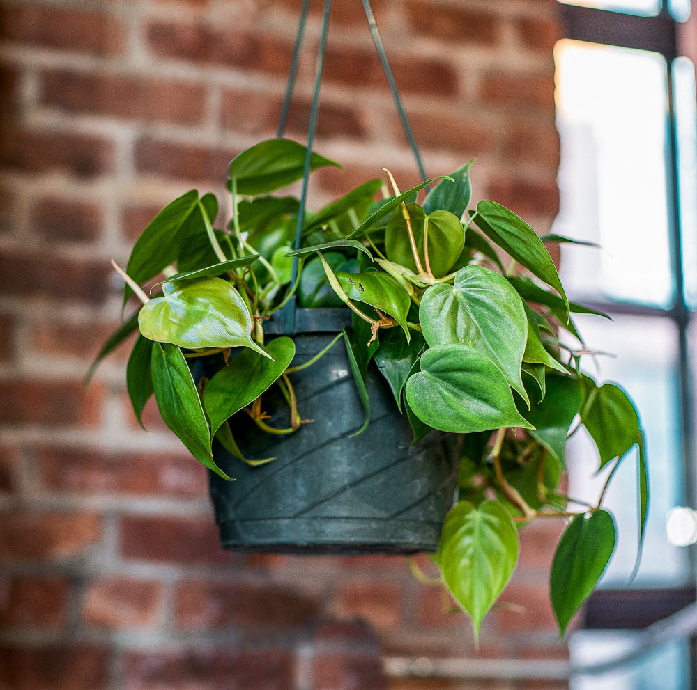 Philodendron cordatum