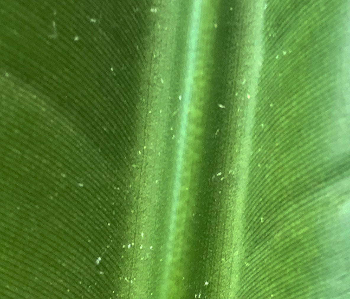 Greenery Unlimited | How to Treat Spider Mites