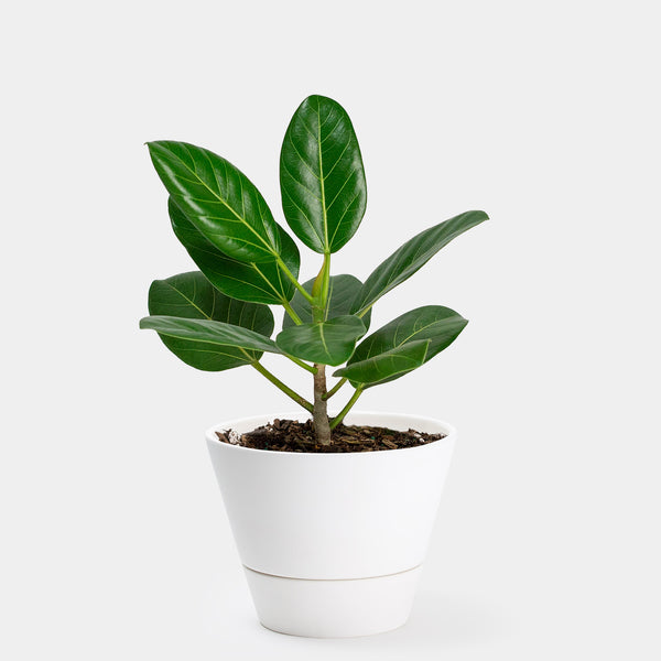 Ficus Audrey | 6