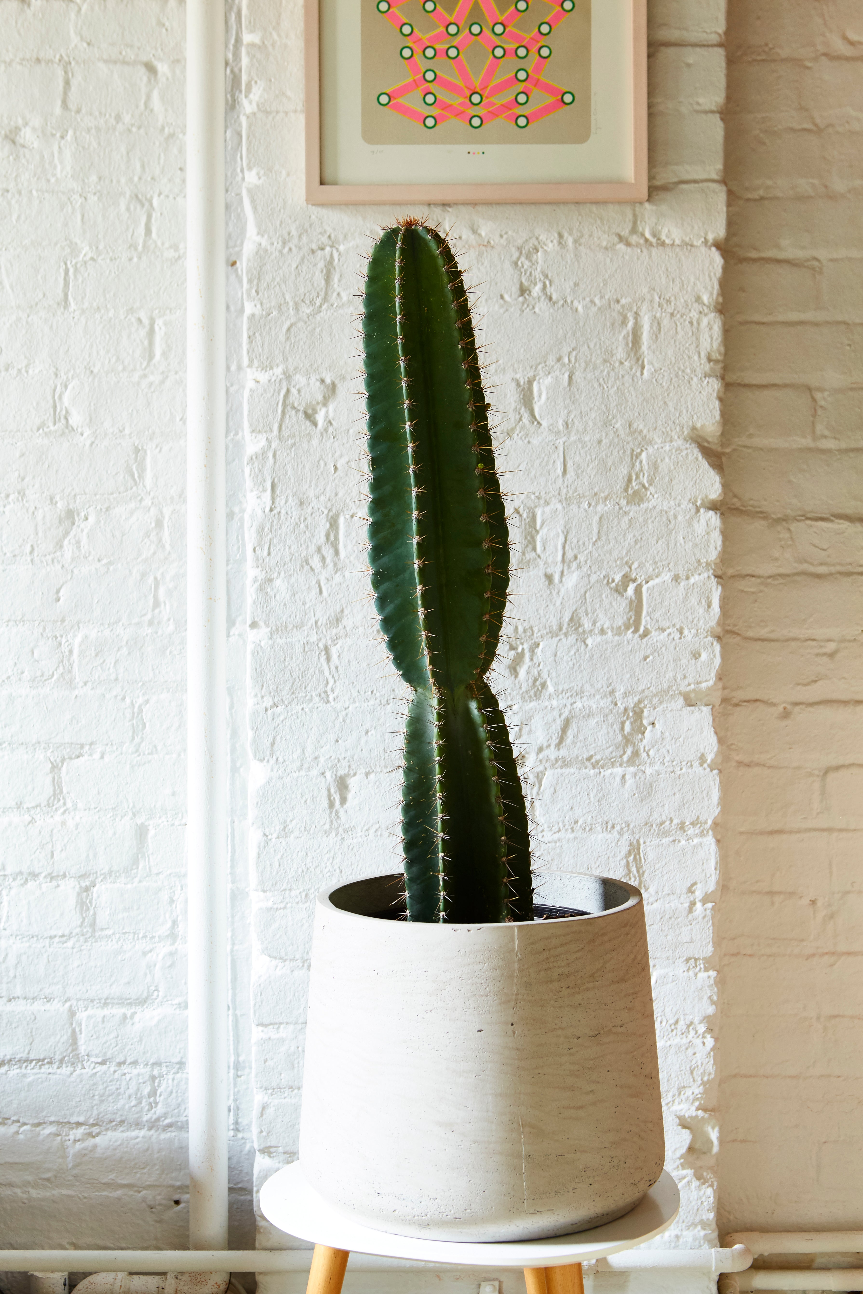 Greenery Unlimited | Cereus Cactus Care