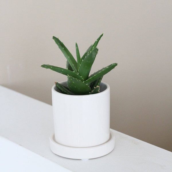Small Planter with Saucer in Minimalist Glossy White: 4.75