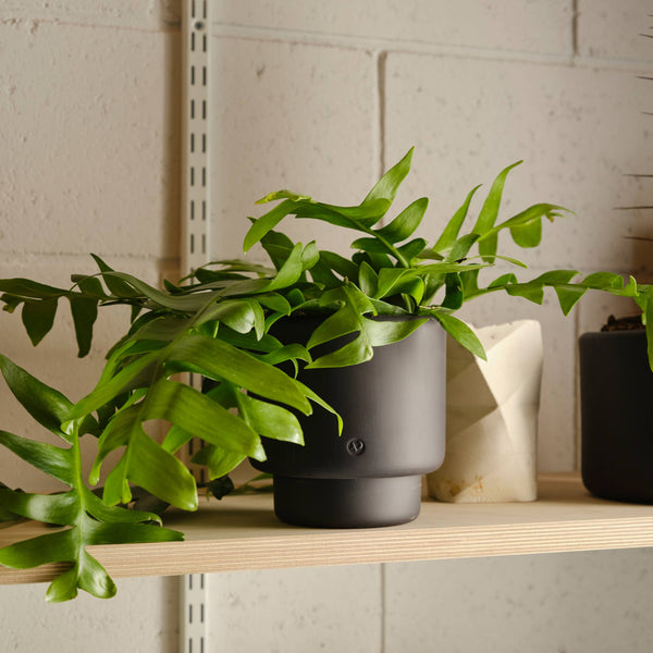 Aaron Probyn US - BOTANY porcelain plant pot MEDIUM: Concrete Grey