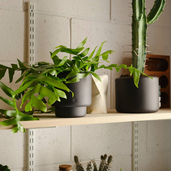 Aaron Probyn US - BOTANY porcelain plant pot MEDIUM: Graphite Black