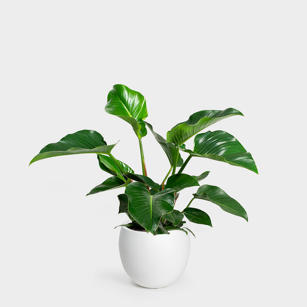Philodendron Congo Green | 10