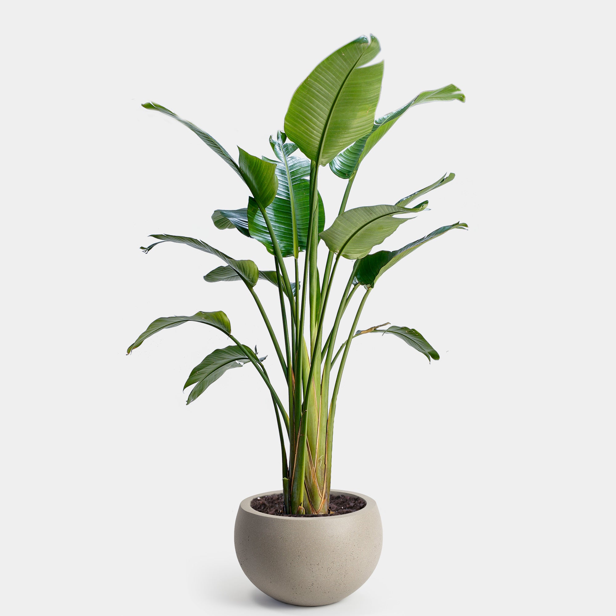 | 14" Bird of Paradise Plant Plant Delivery