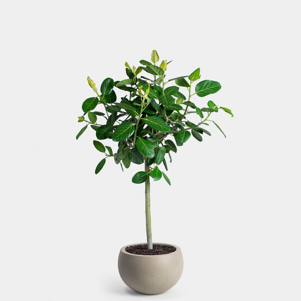 Ficus Audrey Tree | 14