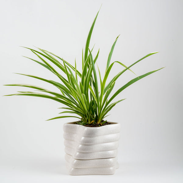 Devoe 15 Ceramic Self Watering Pot
