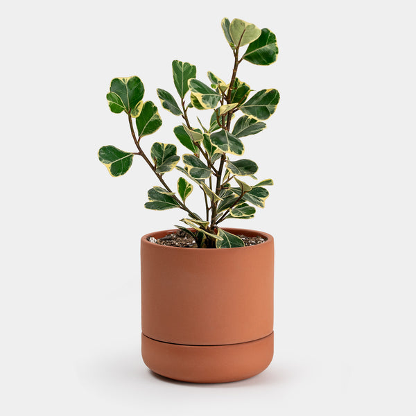 Ficus Triangularis Variegata | 4