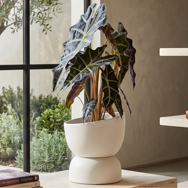Varick 20 Ceramic Self Watering Pot