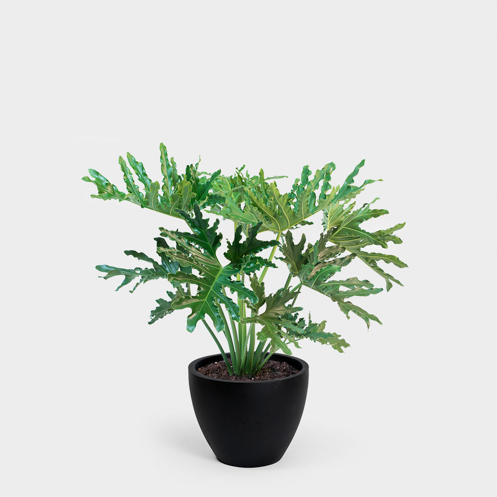 Philodendron Hope Selloum | 10