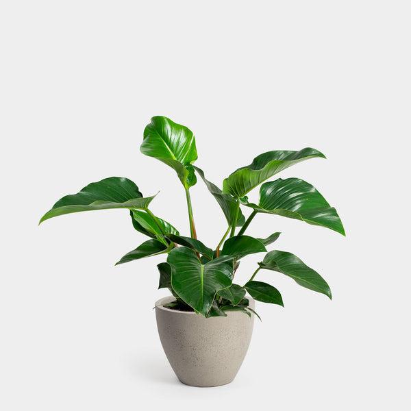 Philodendron Congo Green | 10