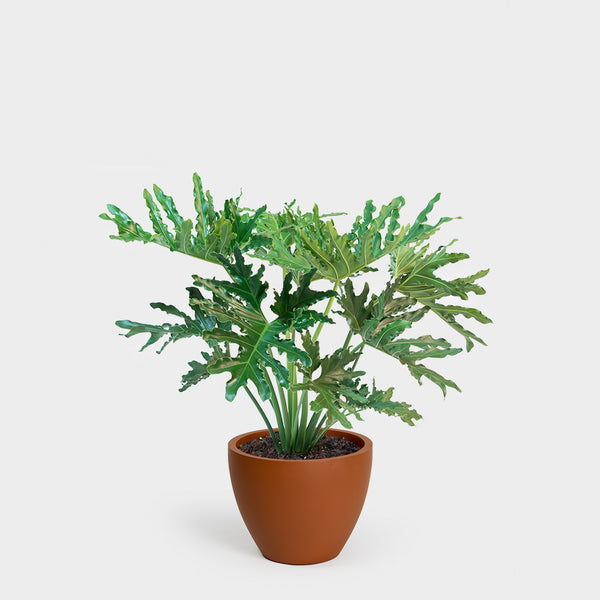 Philodendron Hope Selloum | 10