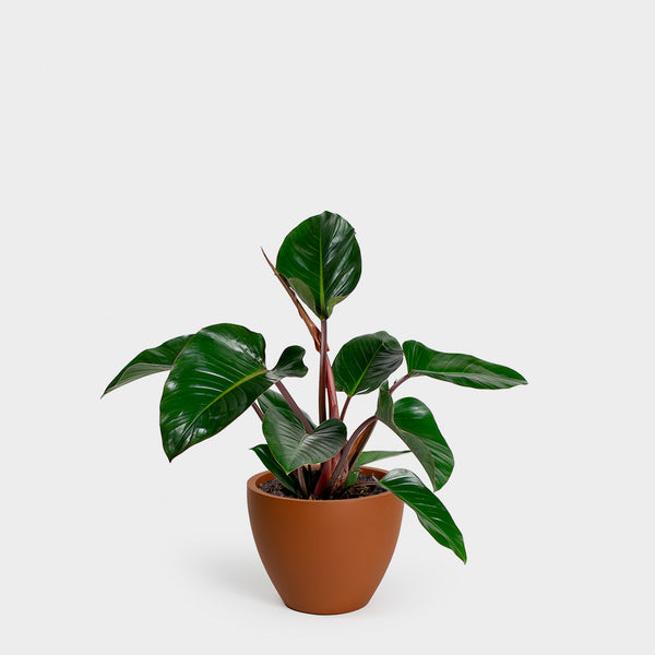 Philodendron Congo Rojo | 10