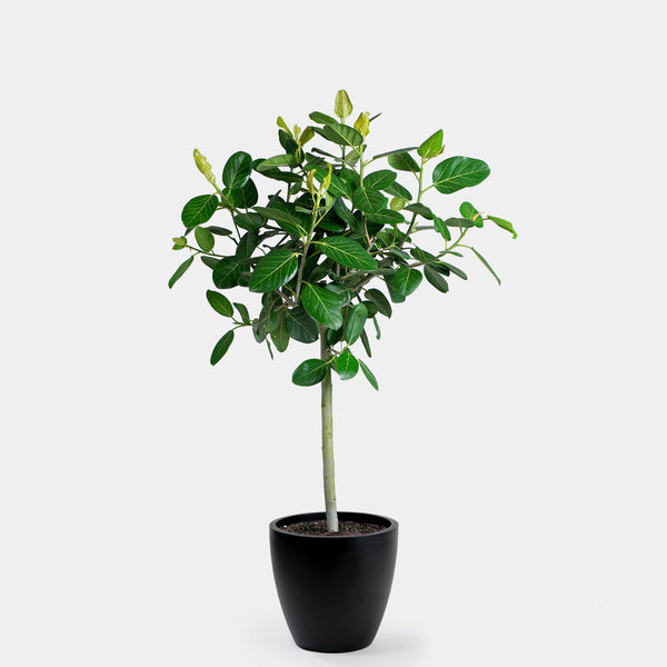 Ficus Audrey Tree | 14
