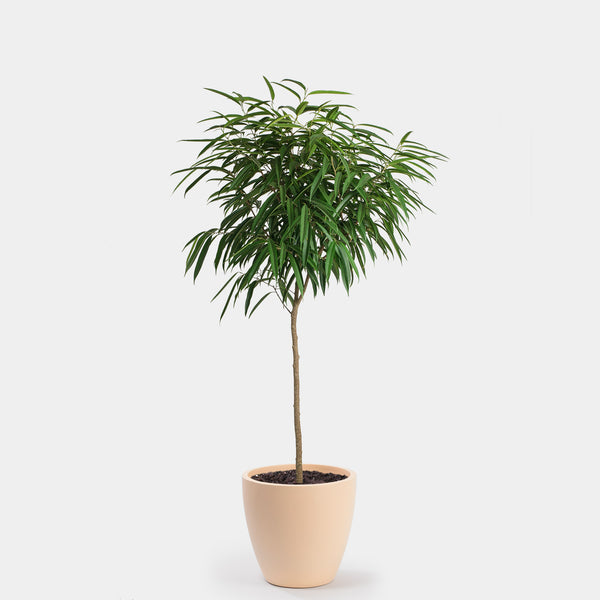 Ficus Alii | 14
