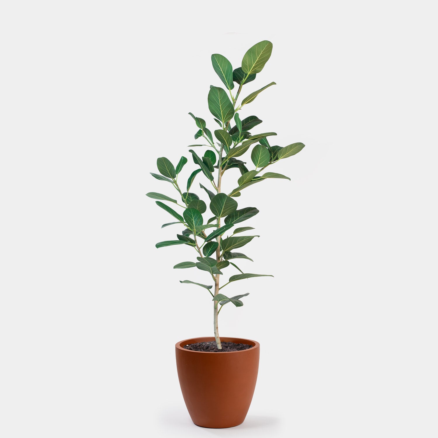 Ficus Audrey Pole | 14