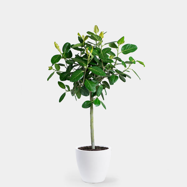 Ficus Audrey Tree | 14