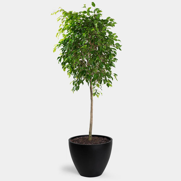 Ficus Benjamina | 14