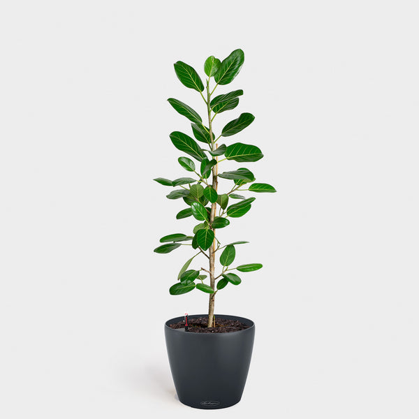 Ficus Audrey Pole | 10