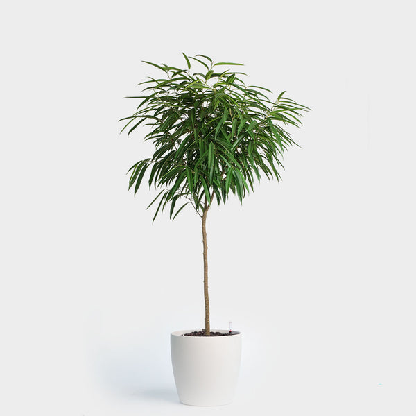 Ficus Alii | 14