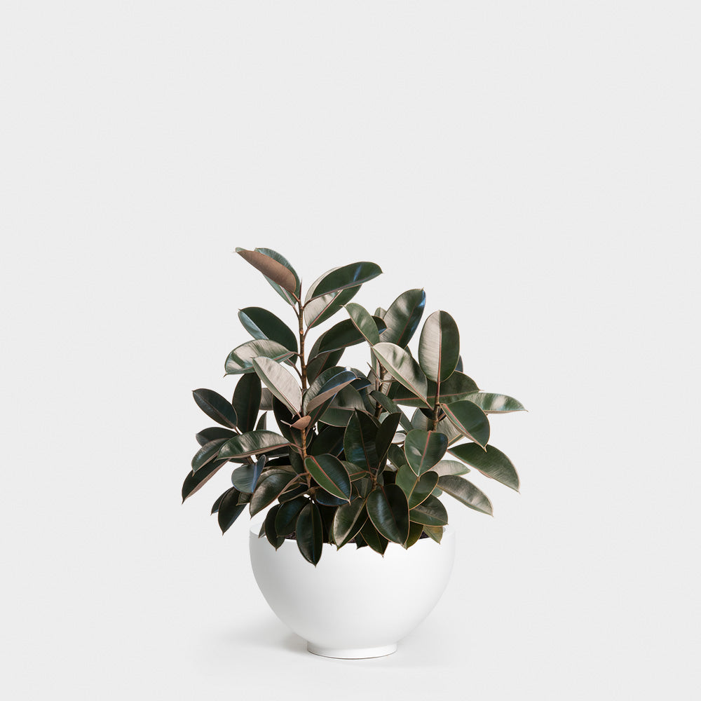 Ficus Elastica Burgundy (Rubber Plant) | 10