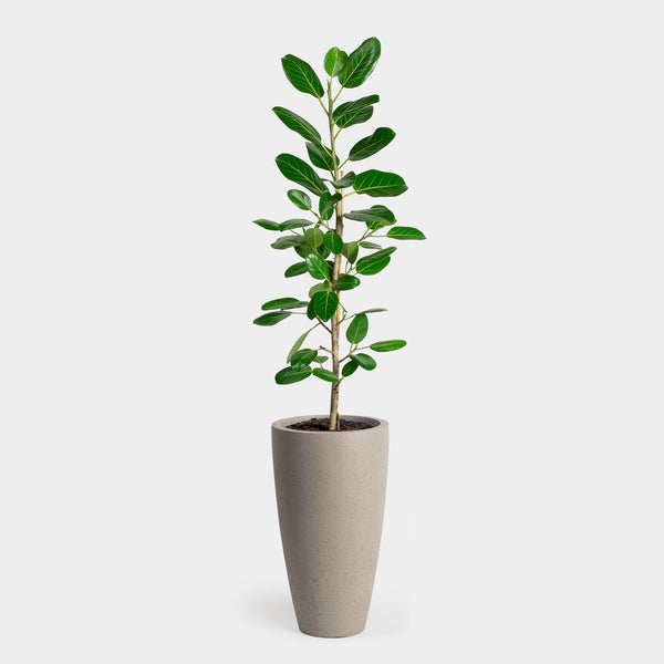 Ficus Audrey Pole | 10