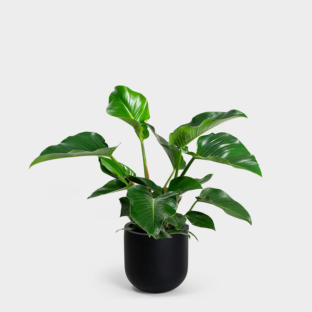 Philodendron Congo Green | 10