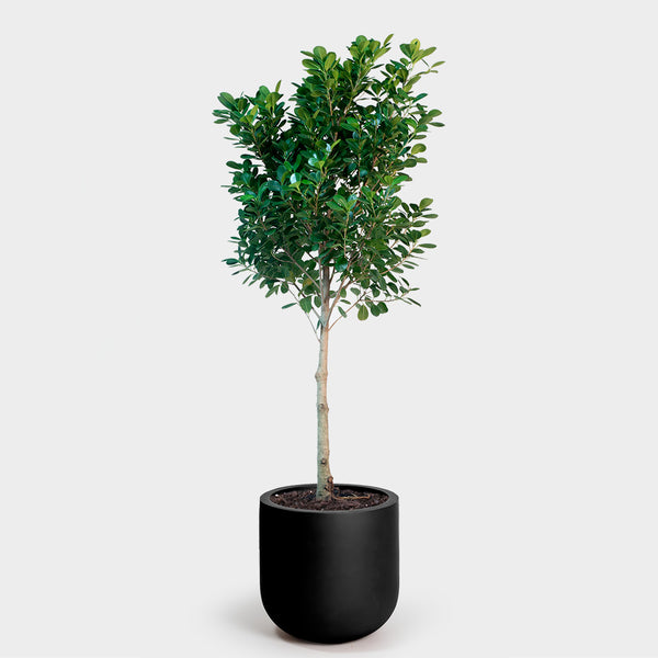 Ficus Moclame | 14