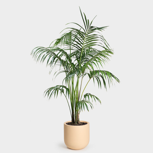 Kentia Palm | 12