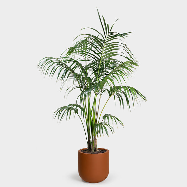 Kentia Palm | 10