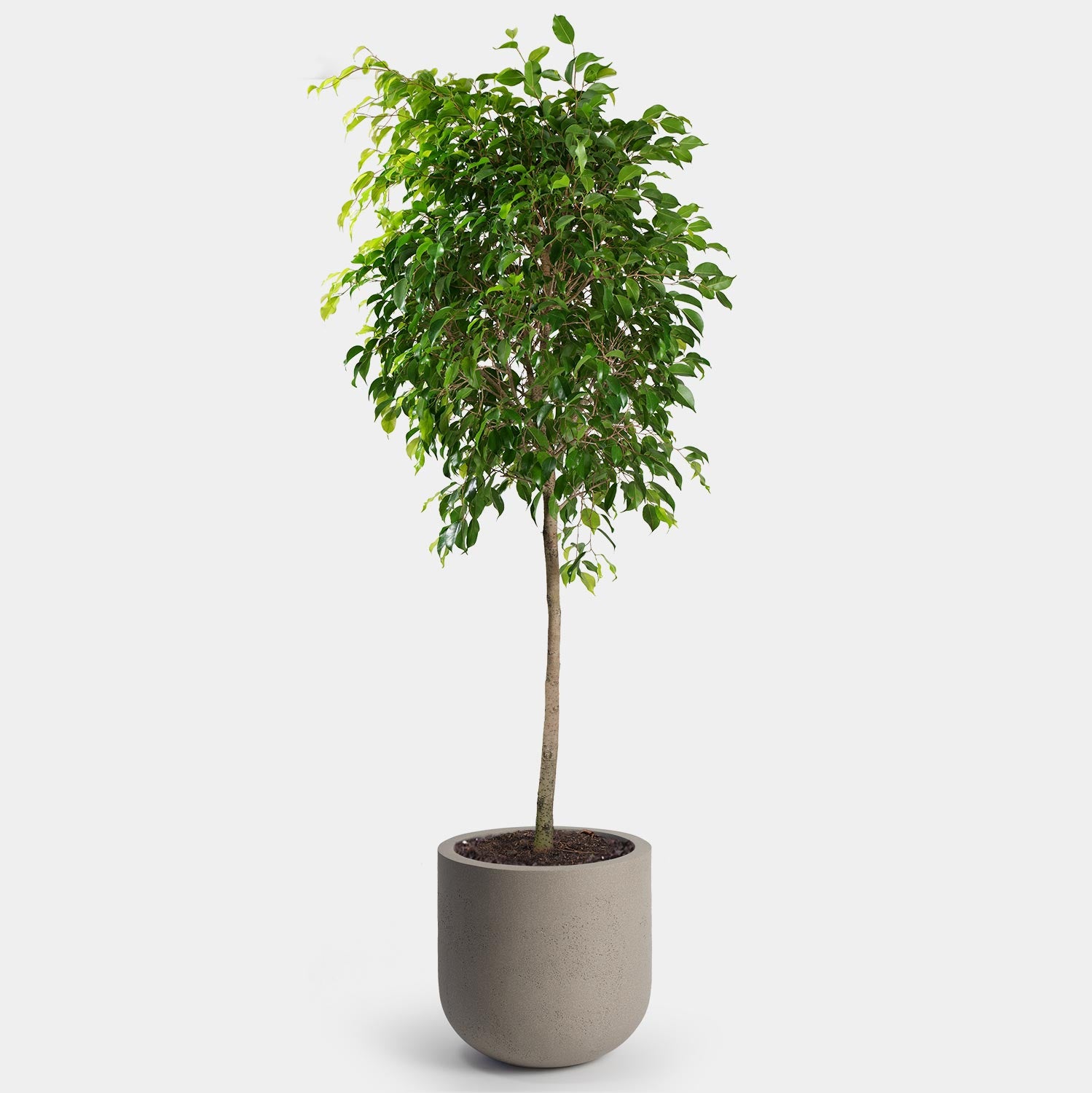 Ficus Benjamina | 14