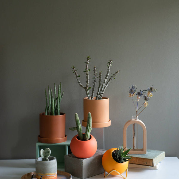 4 Inch Ceramic Cylinder Planter with Drainage and Tray: Forest Green