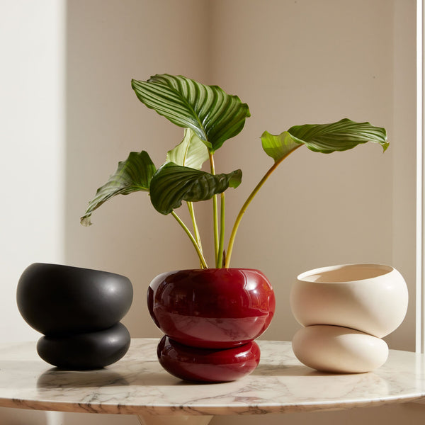 Light + Ladder: Fondra Self Watering Pot