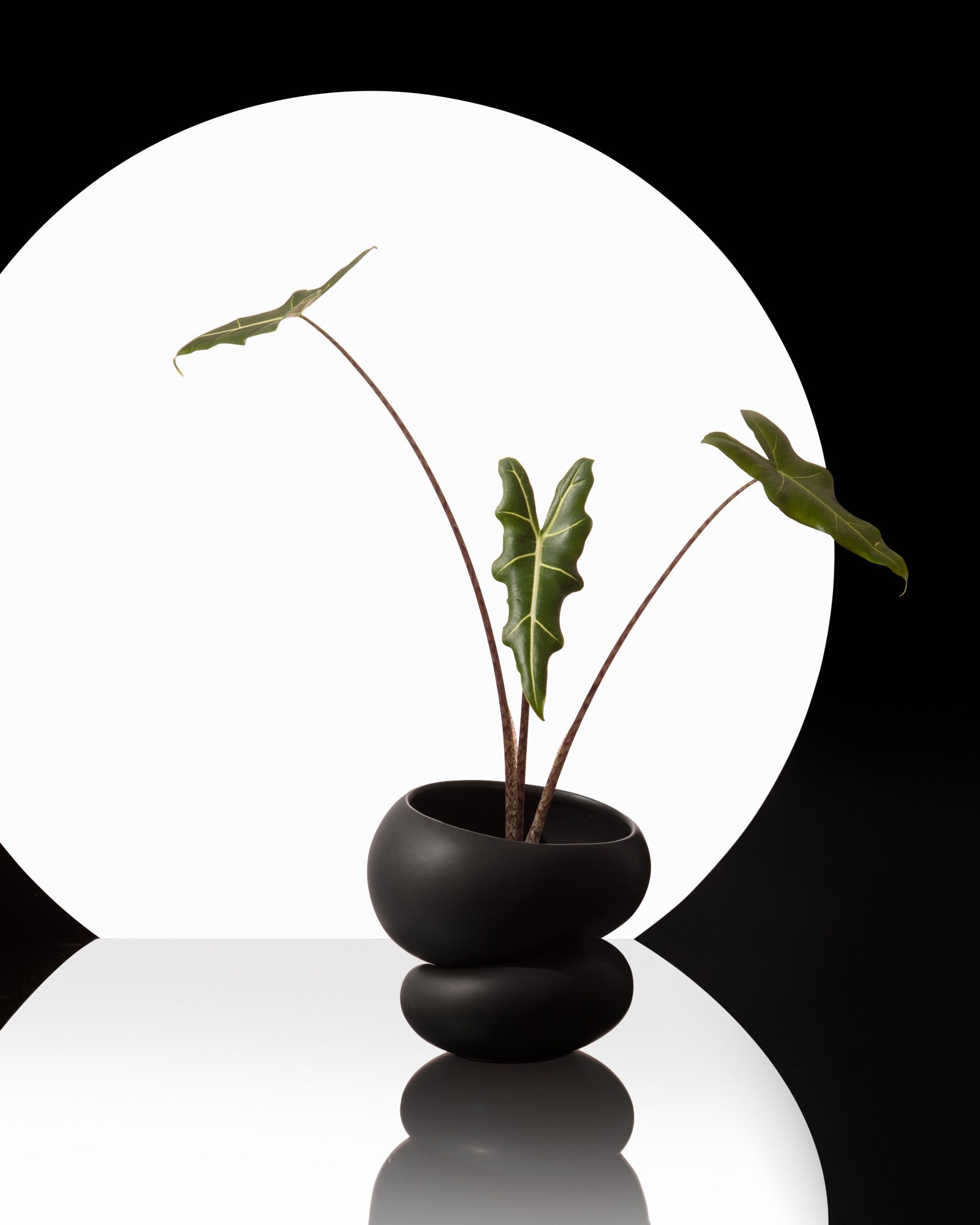 plant spa pot Light + Ladder: Fondra Self Watering Pot by Greenery Unlimited Oxblood
