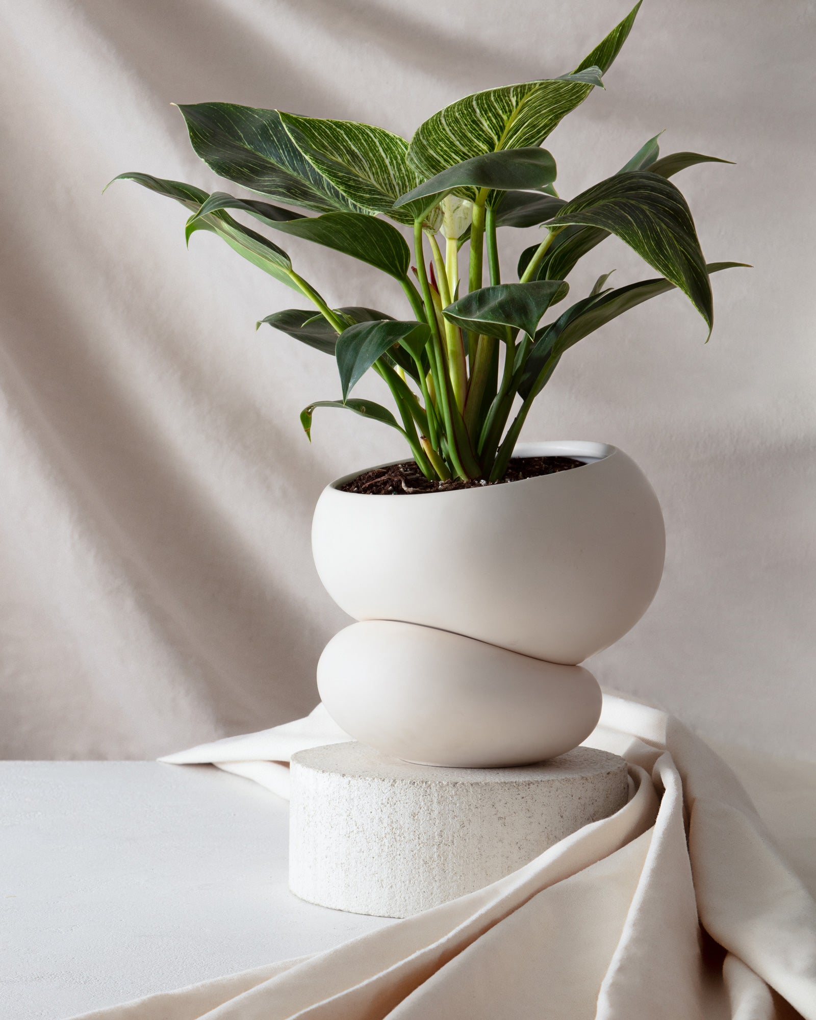 feminist plant pot Light + Ladder: Fondra Self Watering Pot by Greenery Unlimited Oxblood