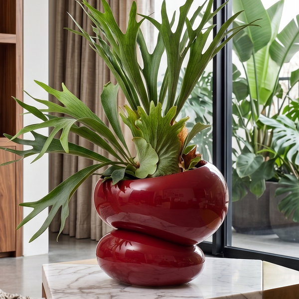 Light + Ladder: Fondra Self Watering Pot