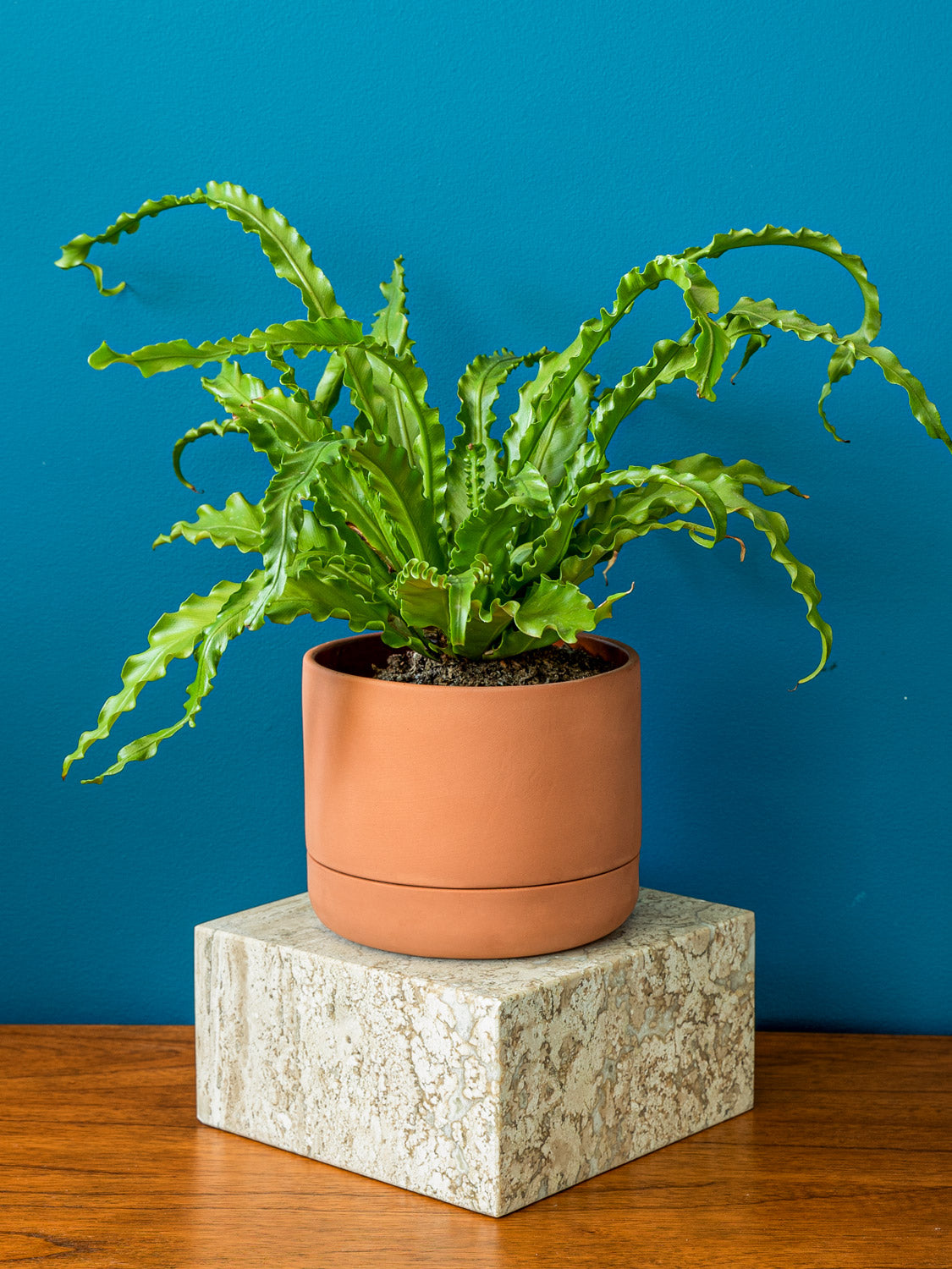 17 inch pots for plants Franklin 17 Ceramic Self Watering Pot by Greenery Unlimited Canary