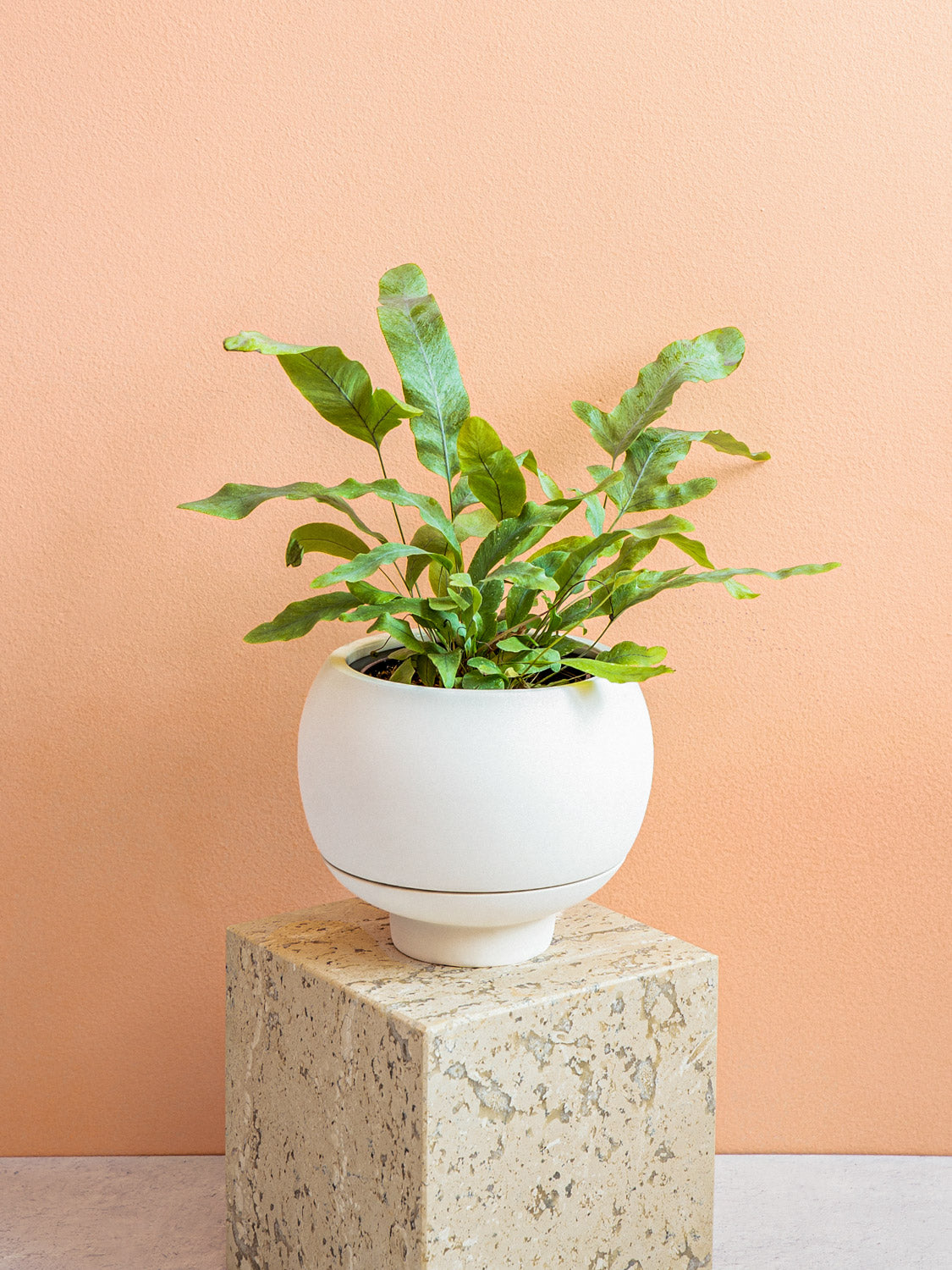 ceramic pot with plant Sutton 15 Ceramic Self Watering Pot Matte Black