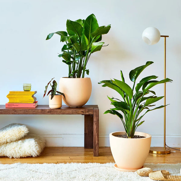 Calyer 34 Large Planter