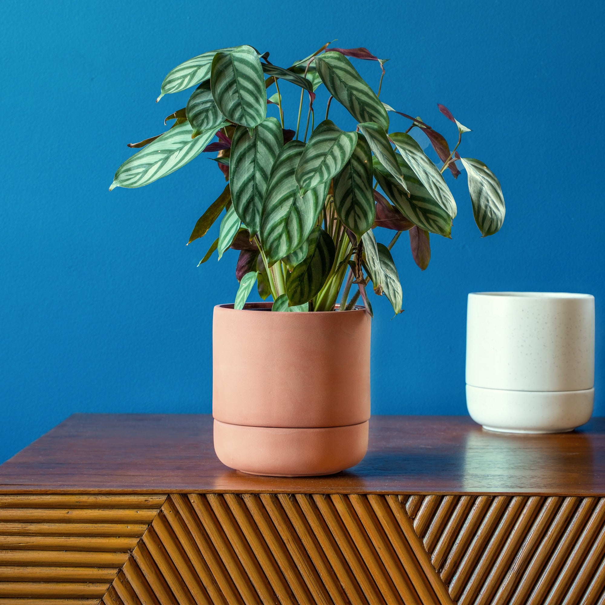 best self watering pots for indoor plants Franklin 12 Ceramic Self Watering Pot Cobalt