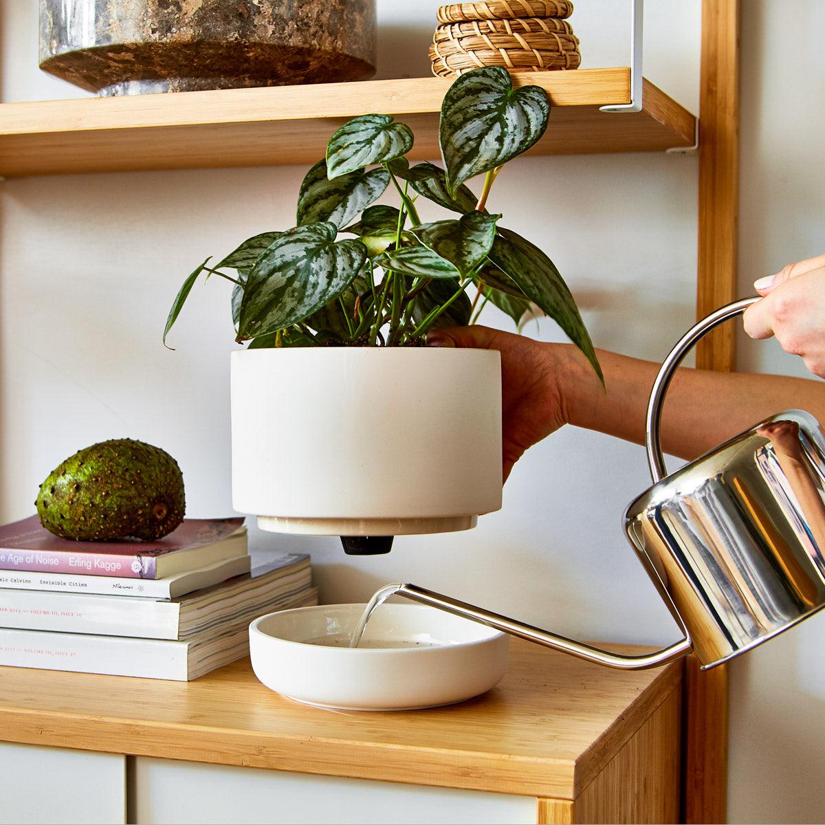 indoor plants with self watering pots Franklin 17 Ceramic Self Watering Pot by Greenery Unlimited Canary