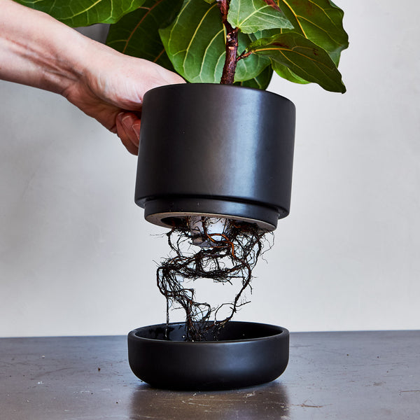 Franklin 12 Ceramic Self Watering Pot