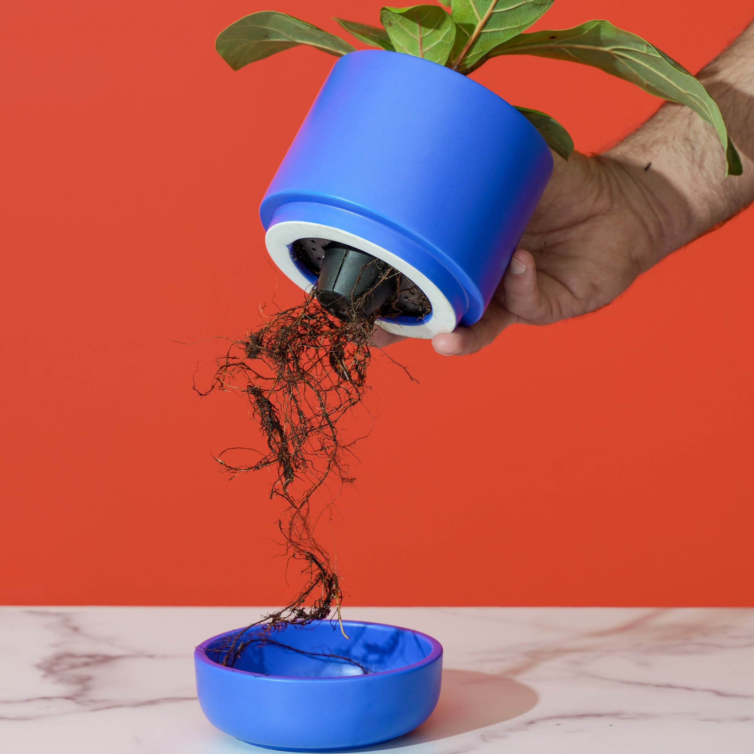 prayer plant self watering pot Franklin 12 Ceramic Self Watering Pot Cobalt