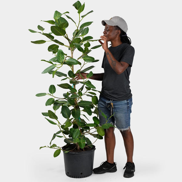 Ficus Audrey Pole | 14