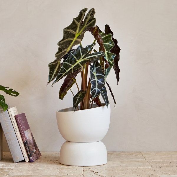 Varick 20 Ceramic Self Watering Pot