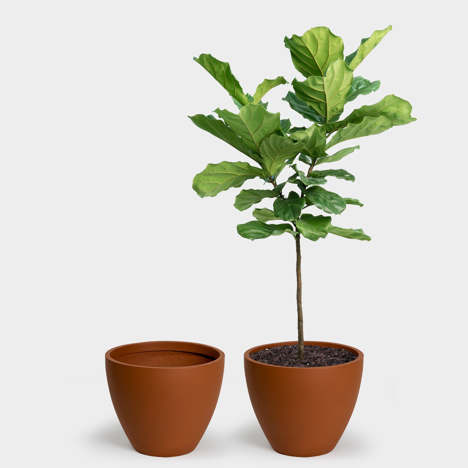 giant planter pots for trees Greenery Unlimited | Greenery Unlimited Kent