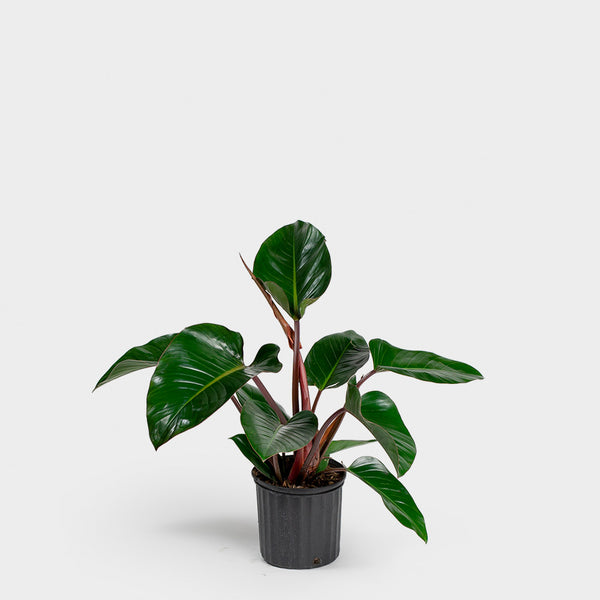 Philodendron Congo Rojo | 10