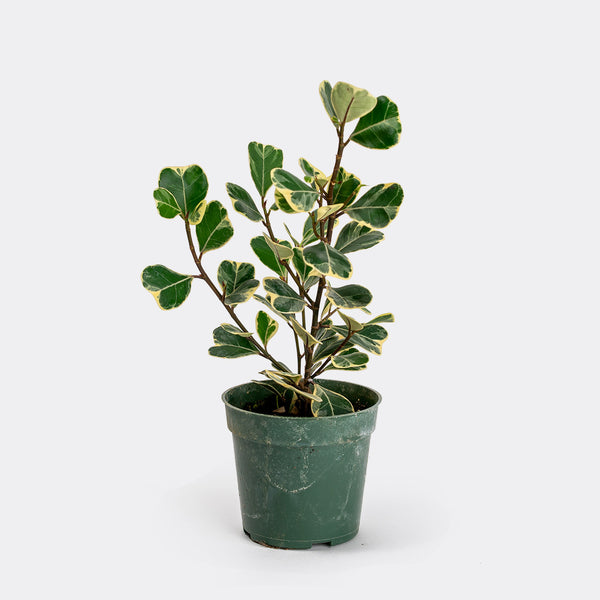 Ficus Triangularis Variegata | 4